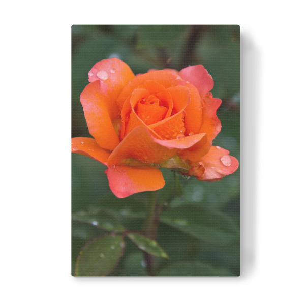Leinwandbild "Rose in orange" artboxONE - Natur,Floral