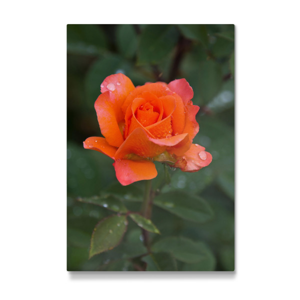 Galerie-Print "Rose in orange" 30x20 cm artboxONE