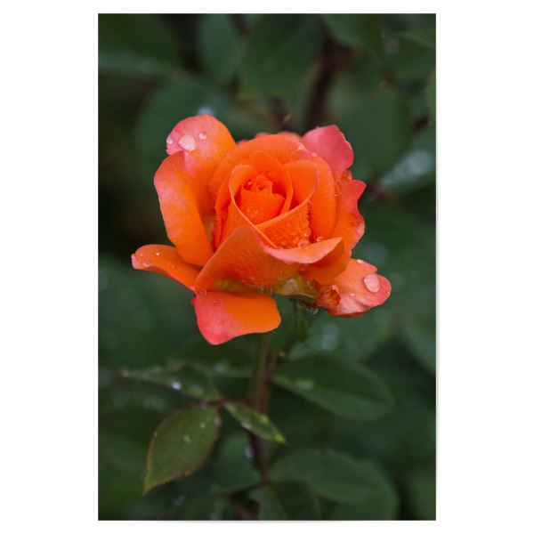 Poster 30x20 cm "Rose in orange" artboxONE - Natur,Floral