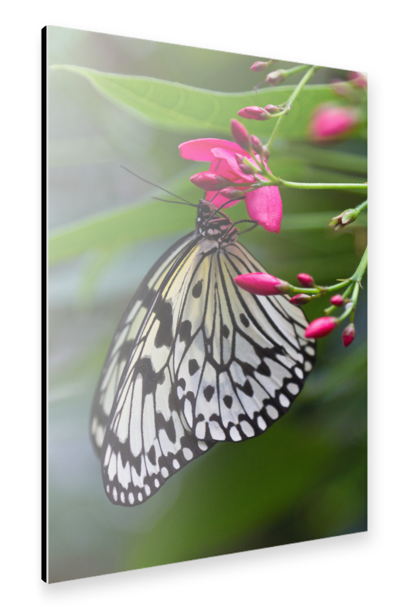 Alu-Dibond "Schmetterling auf einer Blüte" 75x50 cm artboxONE