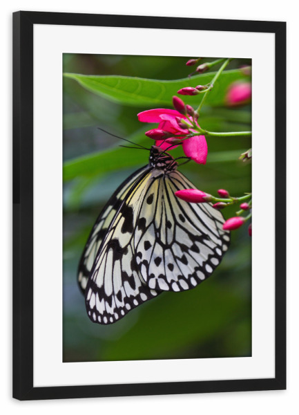 Poster mit Rahmen schwarz "Schmetterling auf einer Blüte" artboxONE - Natur,Tiere