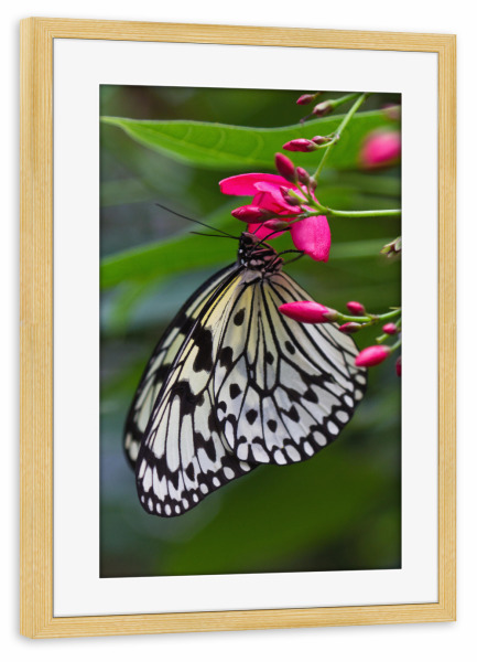 Poster mit Rahmen kiefer "Schmetterling auf einer Blüte" artboxONE - Natur,Tiere