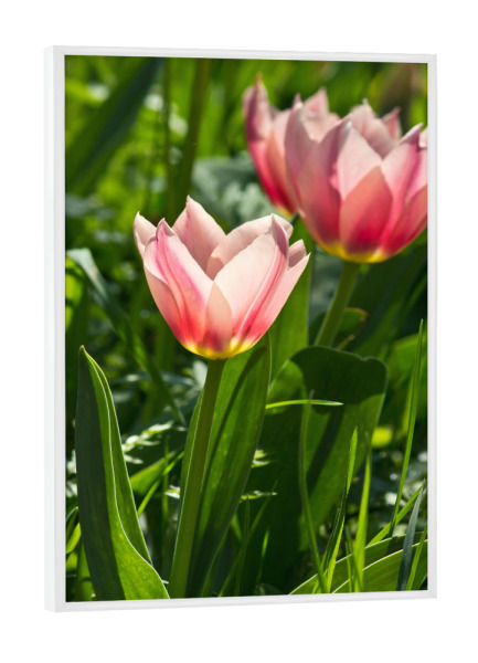 Poster mit weißem Rahmen "Rosa Tulpen im Sonnenlicht" artboxONE - Natur,Floral