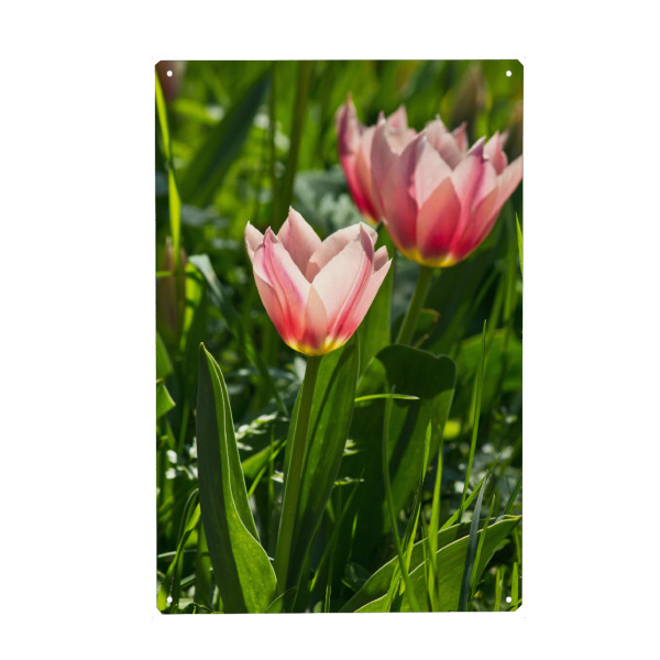 Metall Poster "Rosa Tulpen im Sonnenlicht" artboxONE - Natur,Floral