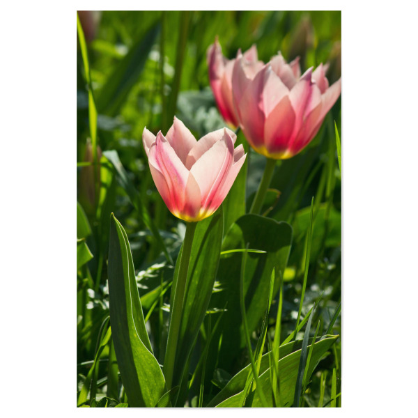 Poster "Rosa Tulpen im Sonnenlicht" artboxONE - Natur,Floral