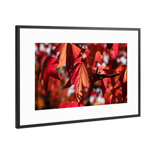 Poster mit Rahmen Schwarz (Metallic) "Blätter in der Herbstsonne" artboxONE - Natur,Floral