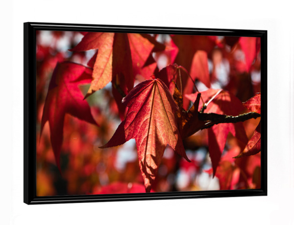 Poster mit schwarzem Rahmen "Blätter in der Herbstsonne" artboxONE - Natur,Floral