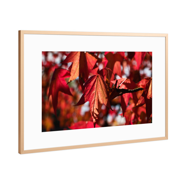 Poster mit Rahmen Kupfer "Blätter in der Herbstsonne" artboxONE - Natur,Floral