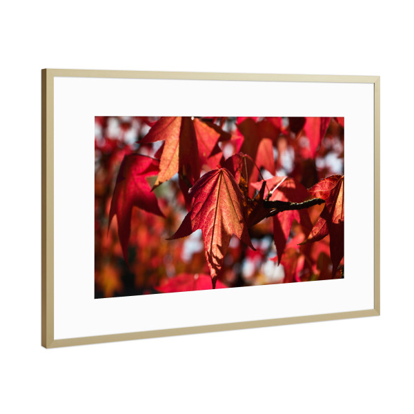 Poster mit Rahmen Gold "Blätter in der Herbstsonne" artboxONE - Natur,Floral