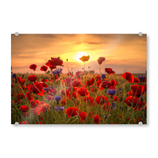 Poppies at Sunrise