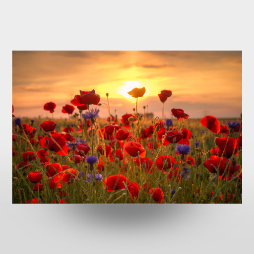 Poppies at Sunrise