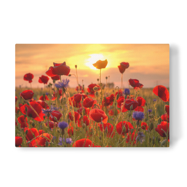 Leinwandbild "Mohnblumen im Sonnenlicht" artboxONE - Natur,Floral
