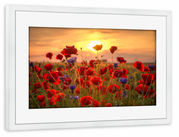 Poster mit Rahmen weiß "Mohnblumen im Sonnenlicht" artboxONE - Natur,Floral