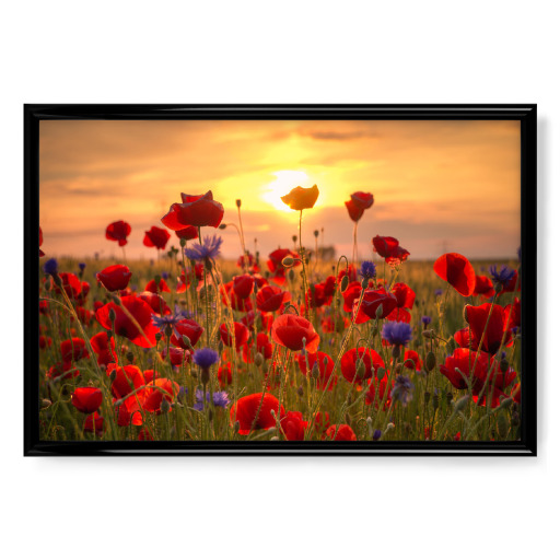 Poppies at Sunrise