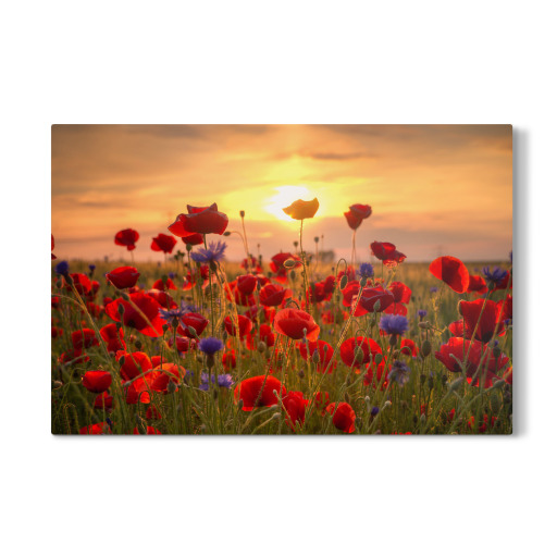 Poppies at Sunrise