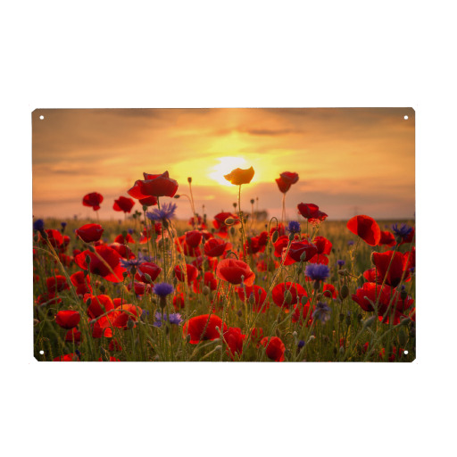 Mohnblumen im Sonnenlicht