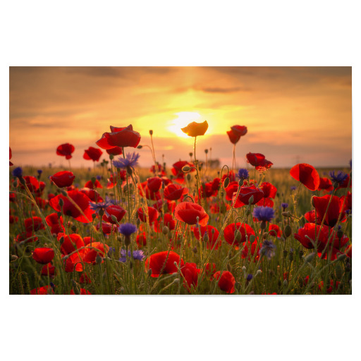 Poppies at Sunrise