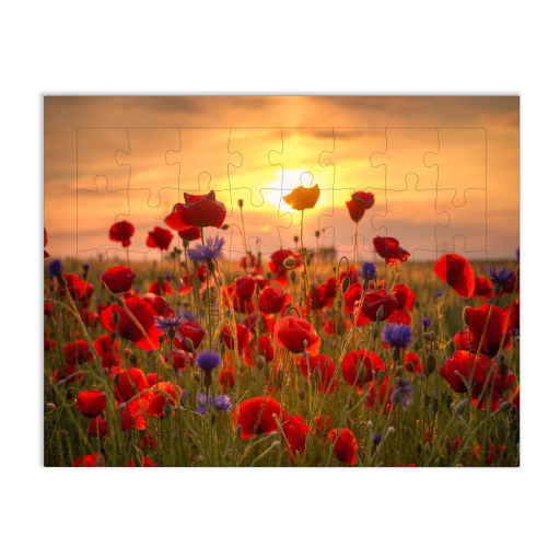 Mohnblumen im Sonnenlicht