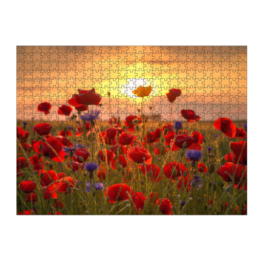 Poppies at Sunrise