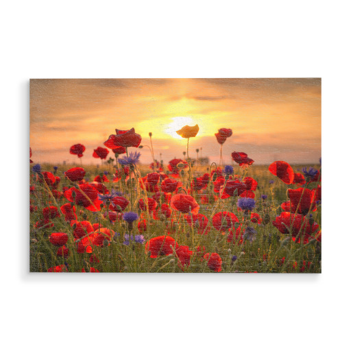 Poppies at Sunrise