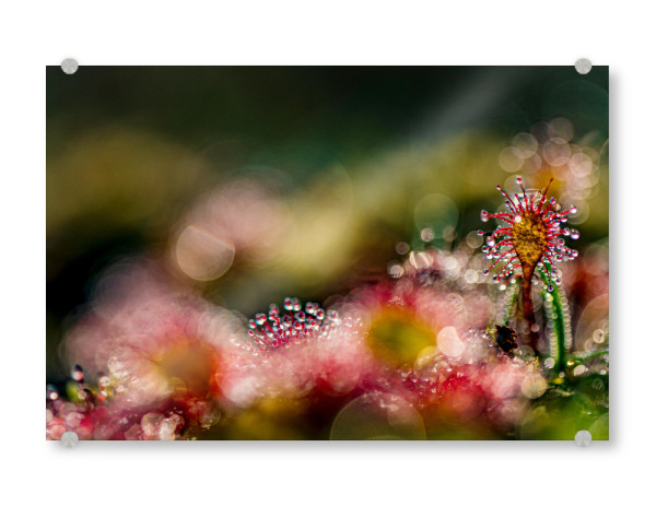 Acrylglasbild "Kleine Welt" artboxONE - Natur,Floral - Sonnentau,Moor,Licht,Natur,Nature,Floral,Closeup,Nahaufnahme