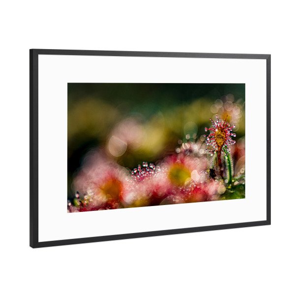 Poster mit Rahmen Schwarz (Metallic) "Kleine Welt" artboxONE - Natur,Floral - Sonnentau,Moor,Licht,Natur,Nature,Floral,Closeup,Nahaufnahme