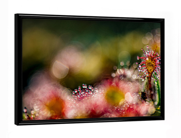 Poster mit schwarzem Rahmen "Kleine Welt" artboxONE - Natur,Floral - Sonnentau,Moor,Licht,Natur,Nature,Floral,Closeup,Nahaufnahme