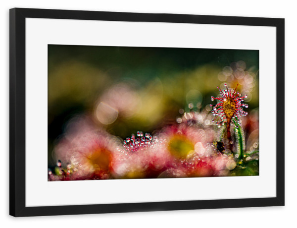 Poster mit Rahmen schwarz "Kleine Welt" artboxONE - Natur,Floral - Sonnentau,Moor,Licht,Natur,Nature,Floral,Closeup,Nahaufnahme