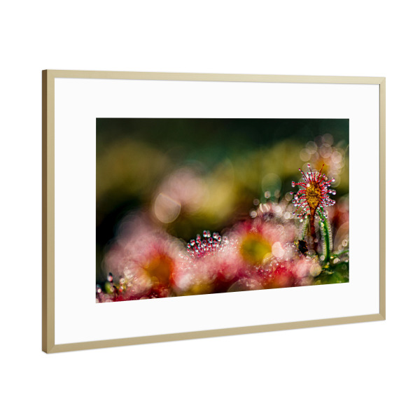 Poster mit Rahmen Gold "Kleine Welt" artboxONE - Natur,Floral - Sonnentau,Moor,Licht,Natur,Nature,Floral,Closeup,Nahaufnahme