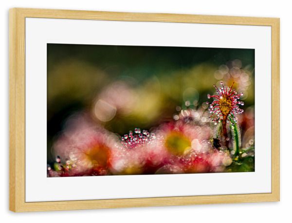 Poster mit Rahmen kiefer "Kleine Welt" artboxONE - Natur,Floral - Sonnentau,Moor,Licht,Natur,Nature,Floral,Closeup,Nahaufnahme