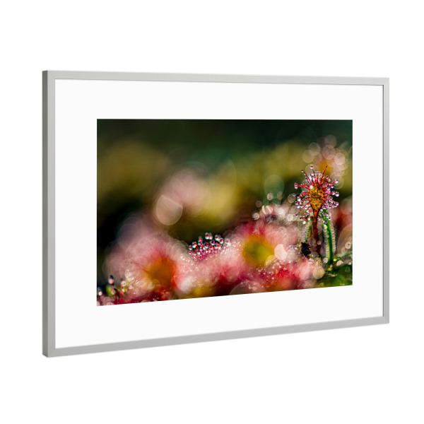 Poster mit Rahmen Silber "Kleine Welt" artboxONE - Natur,Floral - Sonnentau,Moor,Licht,Natur,Nature,Floral,Closeup,Nahaufnahme