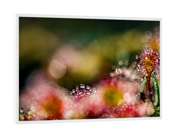 Poster mit weißem Rahmen "Kleine Welt" artboxONE - Natur,Floral - Sonnentau,Moor,Licht,Natur,Nature,Floral,Closeup,Nahaufnahme