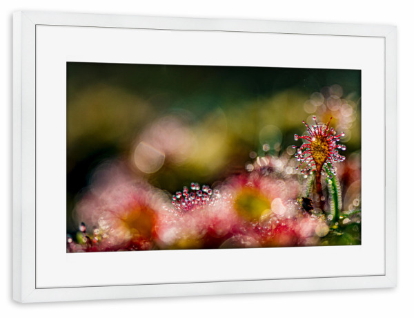 Poster mit Rahmen weiß "Kleine Welt" artboxONE - Natur,Floral - Sonnentau,Moor,Licht,Natur,Nature,Floral,Closeup,Nahaufnahme