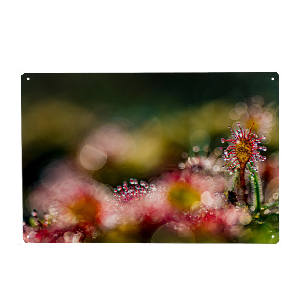 Metall Poster "Kleine Welt" artboxONE - Natur,Floral - Sonnentau,Moor,Licht,Natur,Nature,Floral,Closeup,Nahaufnahme - Blechschild