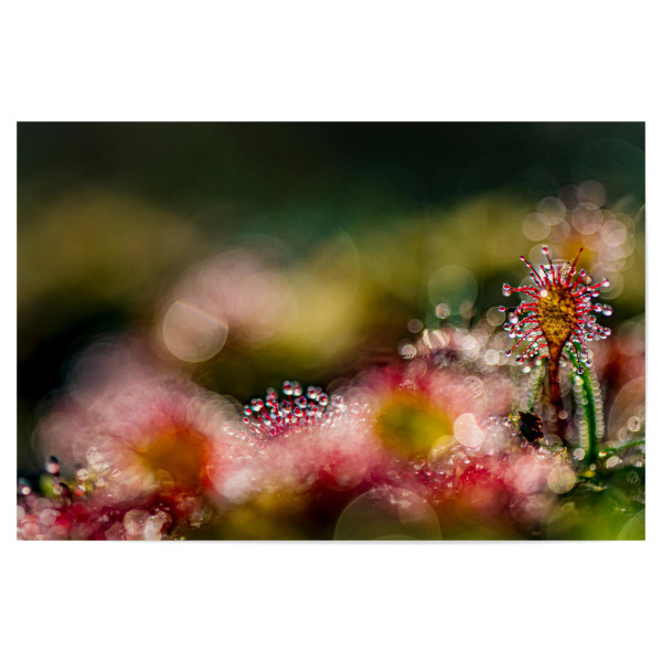 Poster 30x20 cm "Kleine Welt" artboxONE - Natur,Floral - Sonnentau,Moor,Licht,Natur,Nature,Floral,Closeup,Nahaufnahme