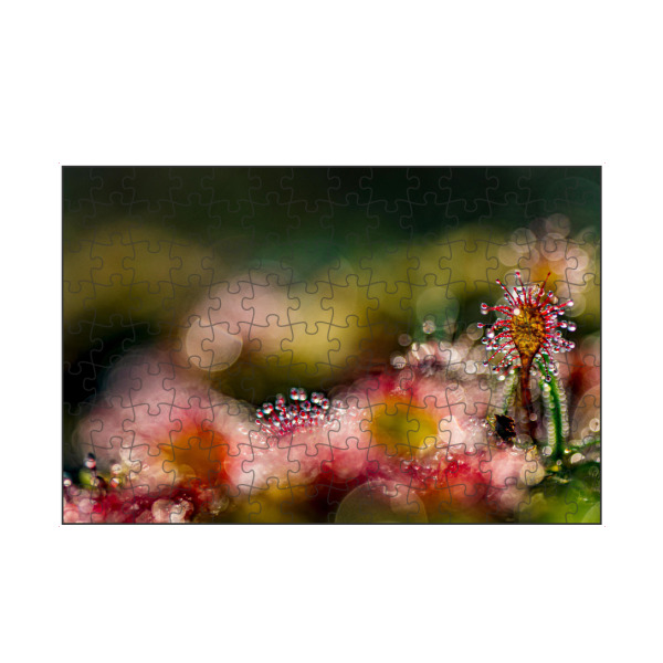artboxONE Puzzle "Kleine Welt" artboxONE - Natur,Floral - Sonnentau,Moor,Licht,Natur,Nature,Floral,Closeup,Nahaufnahme - Bild sonnentau