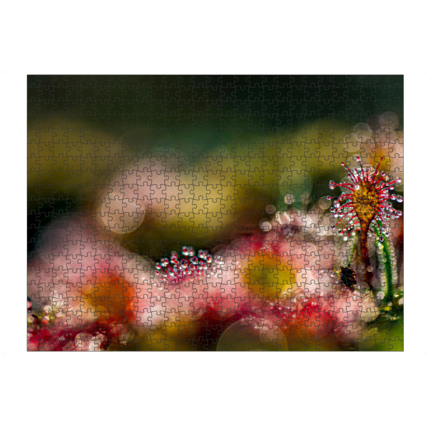 Puzzle Ravensburger "Kleine Welt" artboxONE - Natur,Floral - Sonnentau,Moor,Licht,Natur,Nature,Floral,Closeup,Nahaufnahme - Bild sonnentau