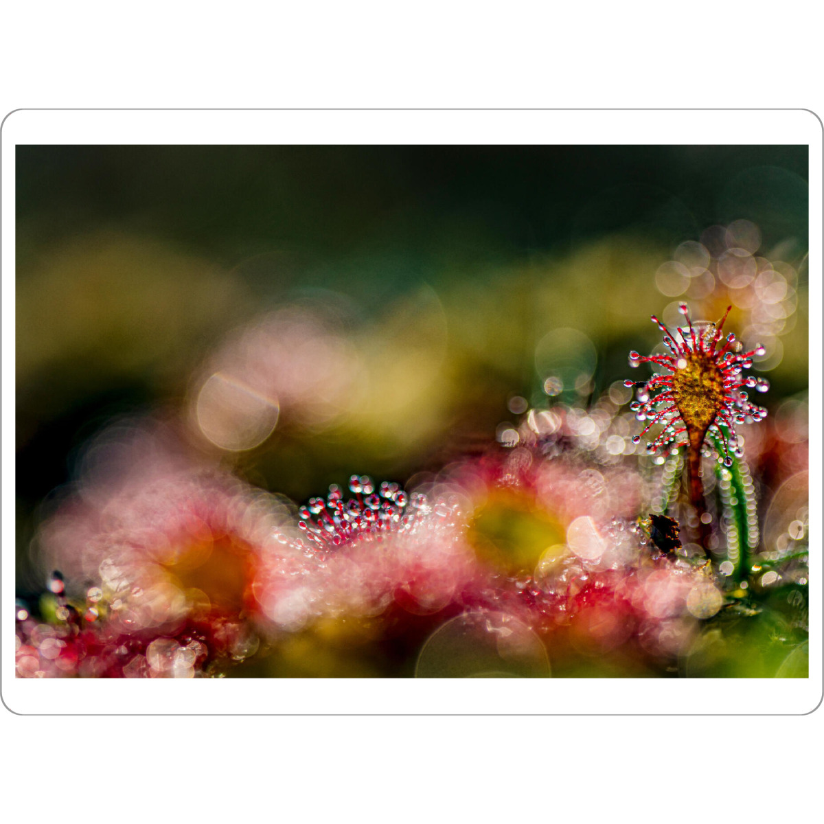 Tischset "Kleine Welt" artboxONE - Natur,Floral - Sonnentau,Moor,Licht,Natur,Nature,Floral,Closeup,Nahaufnahme - Bild sonnentau