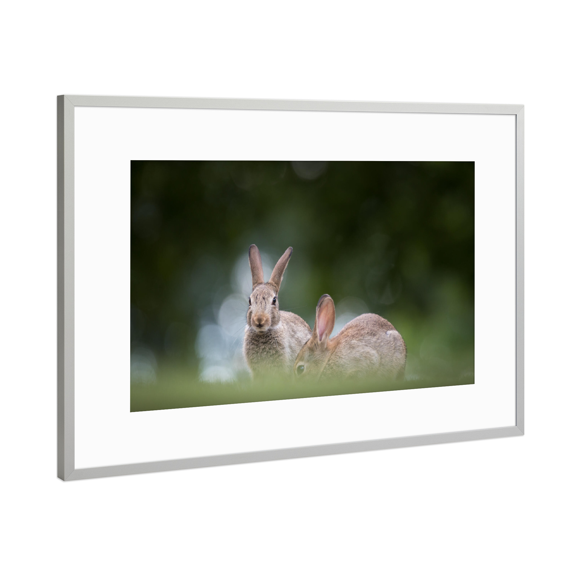Poster mit Rahmen Silber "Wilde Kaninchen" artboxONE - Natur,Tiere