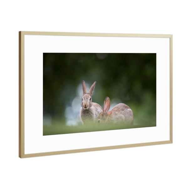 Poster mit Rahmen Gold "Wilde Kaninchen" artboxONE - Natur,Tiere