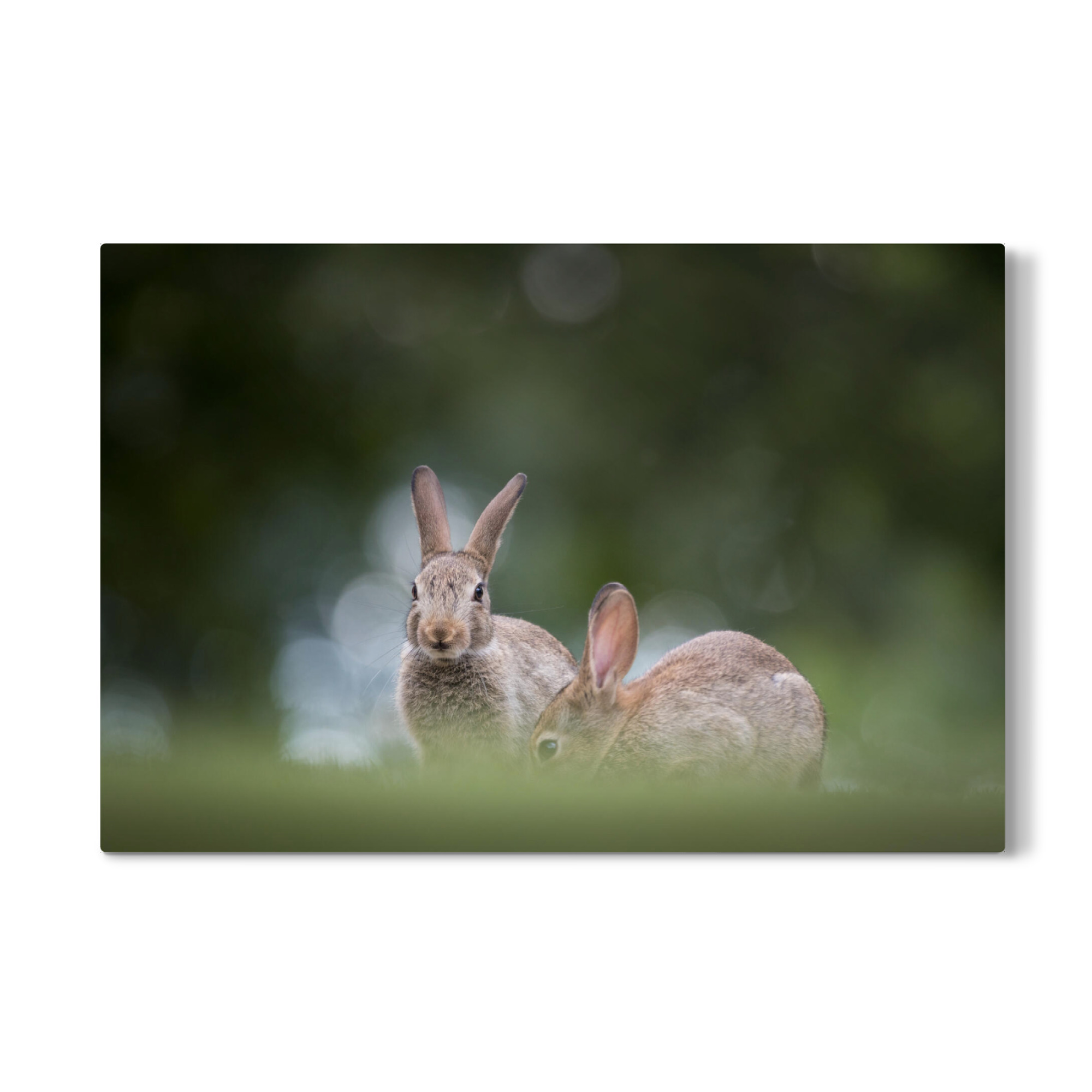 Galerie-Print "Wilde Kaninchen" 75x50 cm artboxONE