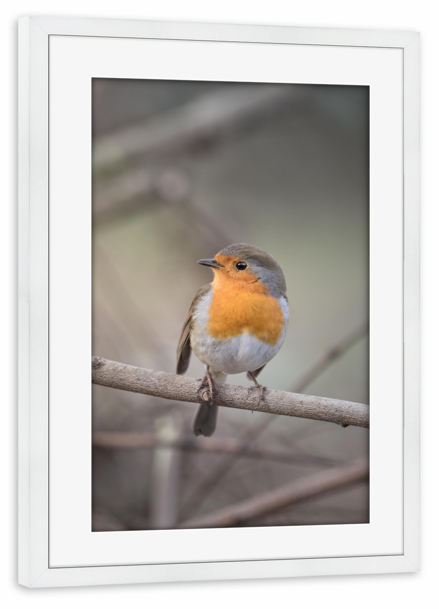 Poster mit Rahmen weiß "Rødstrupe" artboxONE - Natur,Tiere