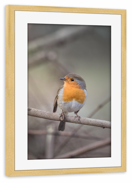 Poster mit Rahmen kiefer "Rødstrupe" artboxONE - Natur,Tiere