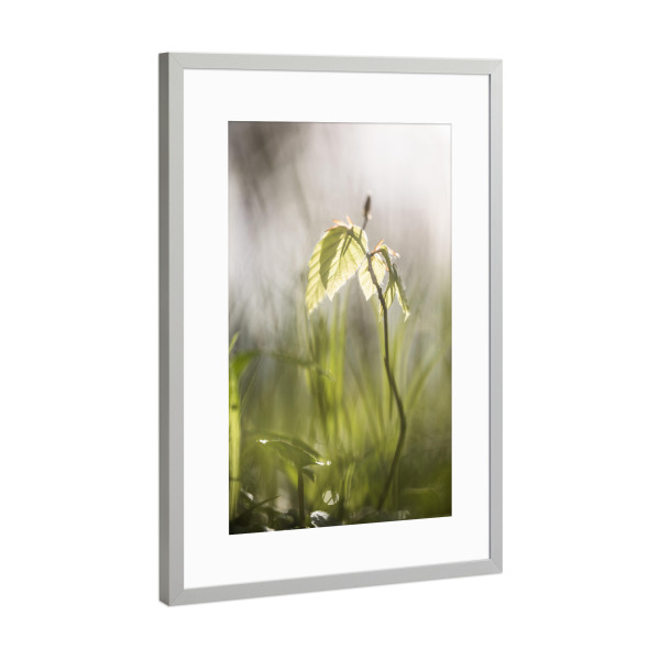 Poster mit Rahmen Silber "Halbstarke Buche" artboxONE - Natur,Floral