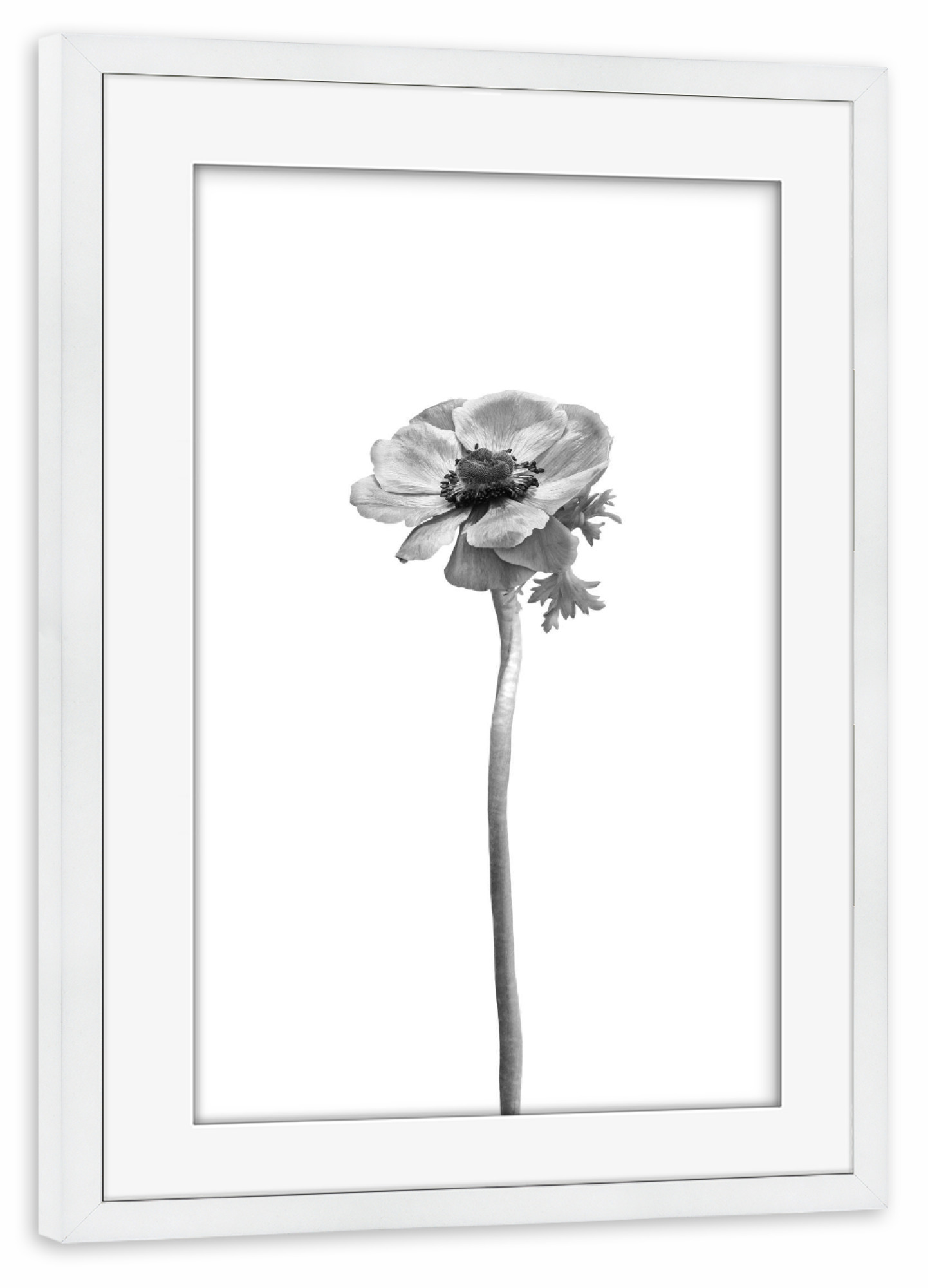 Poster mit Rahmen weiß "Kronen-Anemone | helles Design" artboxONE - Natur,Floral,Schwarzweiß