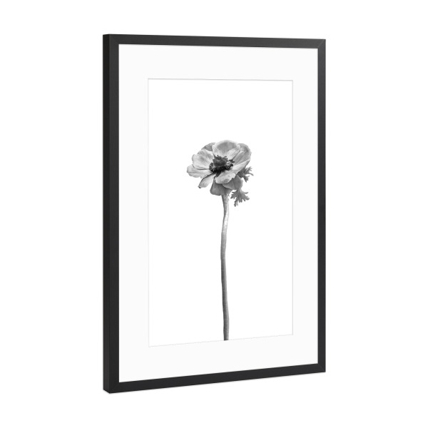 Poster mit Rahmen Schwarz (Metallic) "Kronen-Anemone | helles Design" artboxONE - Natur,Floral,Schwarzweiß