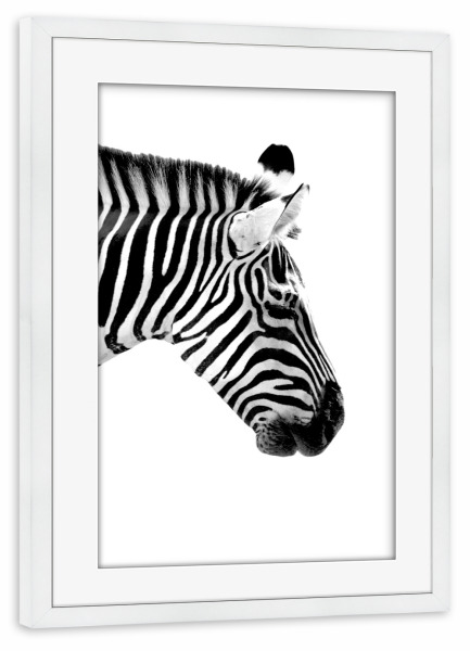 Poster mit Rahmen weiß "Seitliches Zebra Portrait" artboxONE - Natur,Tiere,Schwarzweiß