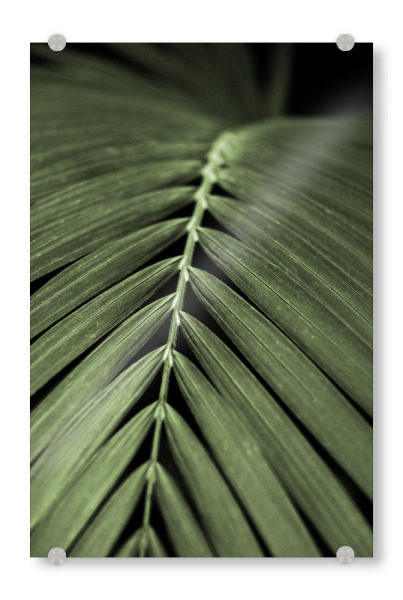 Acrylglasbild "Palmenblatt Detail Oceangrün" artboxONE - Natur,Floral,Reise / Asien