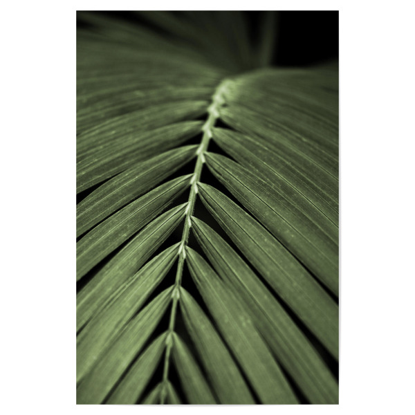Poster 30x20 cm "Palmenblatt Detail Oceangrün" artboxONE - Natur,Floral,Reise / Asien