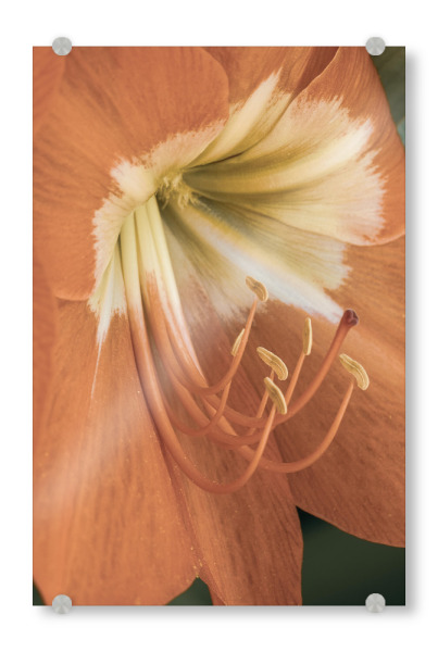 Acrylglasbild "Amaryllis" artboxONE - Natur,Floral - Nature,Photography,Detail,Macro,Close,Flower,Garden,Botanical,Floral,Blumen,Flowers,Natur